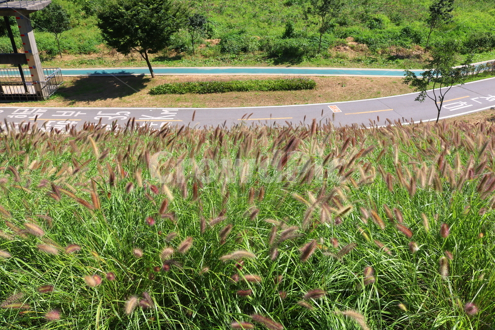 수크령,길갱이,랑미초,식물,벼과,벼과식물,자연,식물,자연,plants,nature