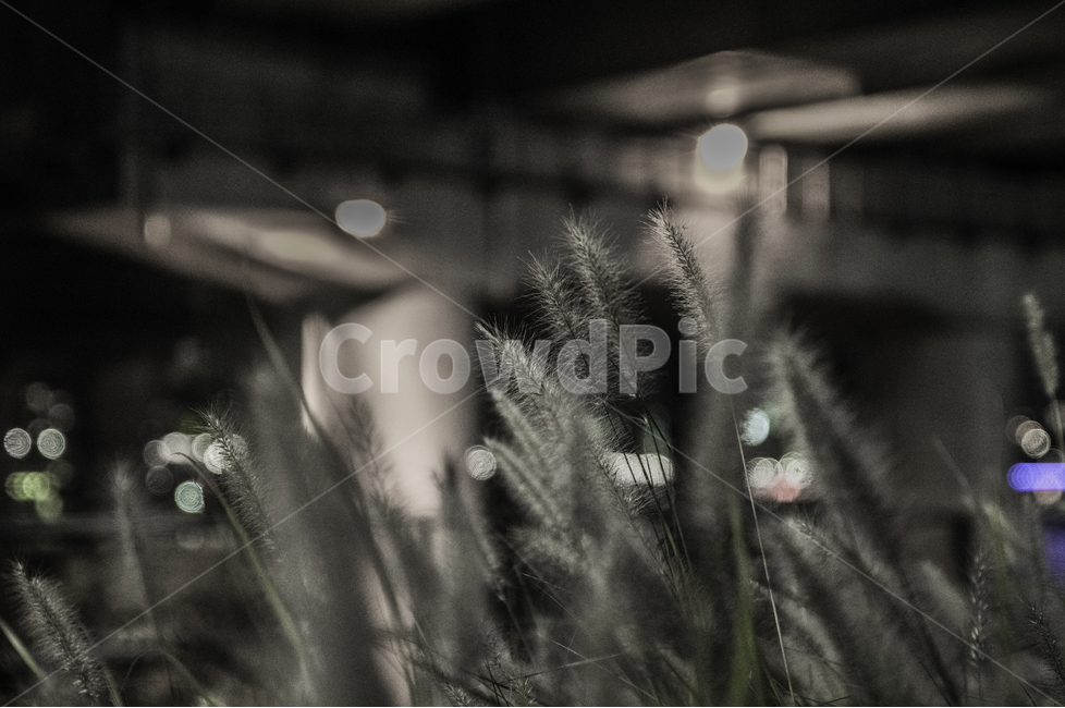 grass,plant,식물,강아지풀,한강,공원,식물,자연,plants,nature