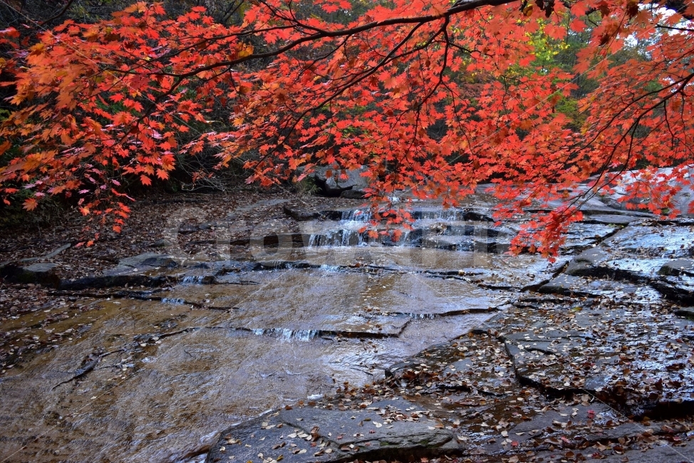 용추계곡,월영대,가을,단풍,풍경,국립공원,낙엽,명산,자연,비경,단풍나무,가을색,가을색채,오색단풍,가을단풍,대야산,둔덕산,속리산국립공원,빨간색,붉은단풍,자연,풍경,nature,landscape,가을,계절,fall,autumn,season,leaf,잎,plant,식물,tree,나무