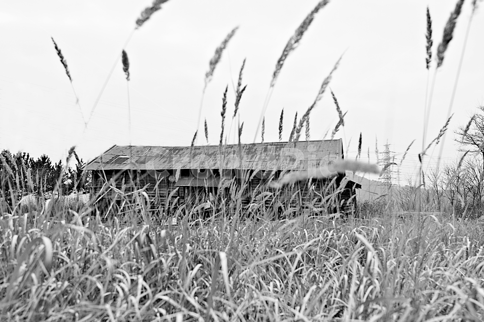 소금창고,창고,갈대,풍경,자연,가을,계절,fall,autumn,season,흑백,모노톤,monochrome,black and white,건축물,건물외관,exterior,building,structure,architecture,construction,plant,식물,grass,잔디
