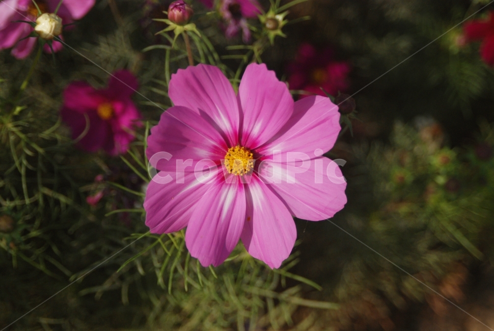 꽃,감성,nature,flower,코스모스,플라워,자연,분홍색,가을,분위기,핑크,pink,cosmos,자연물,질감,색감,꽃잎,환경,가을,계절,fall,autumn,season,식물,자연,plants,nature,꽃,flower,감성,sensible,feeling,plant,blossom