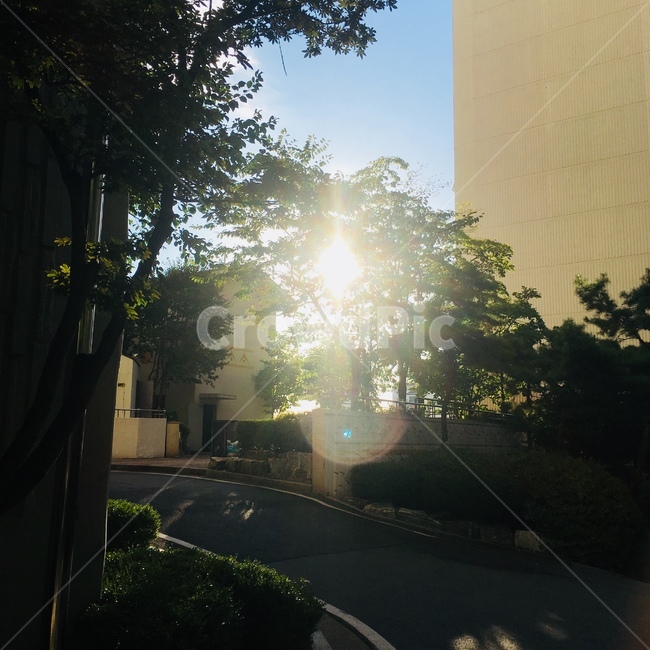 햇살,햇빛,나무,오후햇살,아침햇살,나뭇잎,건물,아침풍경,하늘,아파트,sunlight,sunshine,tree,afternoonsun,morningsun,leaf,building,morninglandscape,sky,apartment