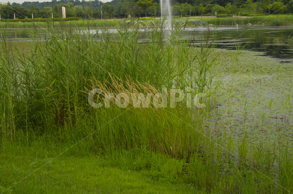 수풀,물가,연못,호수,그린,scene,view,feeling,emotion,nature,landscape,season,풍경,감정,감성,자연,계절,뷰티,grass,pond,lake,green,water,풍경사진,감성사진,정취