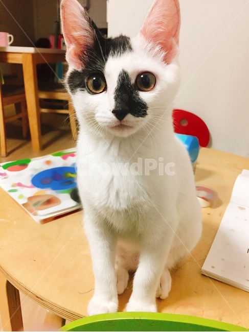 고양이,캣,cat,반려묘,낮잠,야옹,냥이,집사,반려동물,동물,유기묘,아기고양이,유기동물
