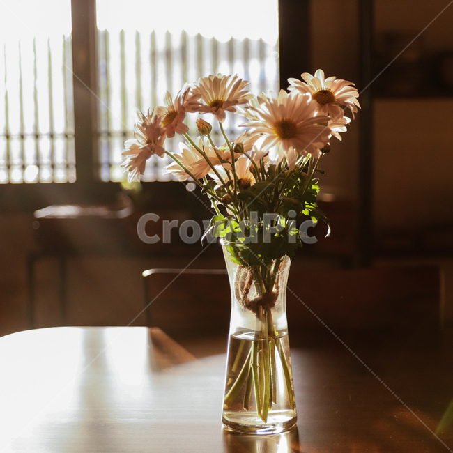 식물,plant,flower,오후햇살,여유,슬로우라이프,화분,감성,꽃,햇살,꽃,flower,실내용화초,화분,화초,house plant