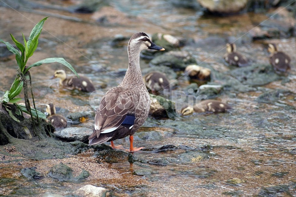 오리,흰뺨검둥오리,아기오리,새끼오리,탐조,조류,새,동물,animal,조류,새,birds