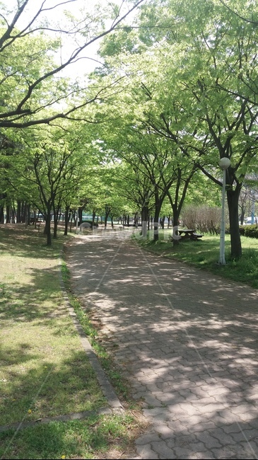 길,그늘,햇빛,나무,봄