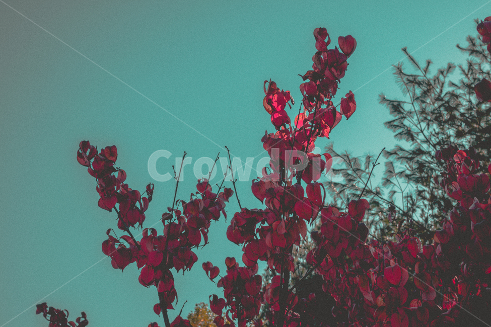 하늘,나무,가을,감성,색감,풍경,단풍,가을,계절,fall,autumn,season,식물,자연,plants,nature,색깔,색상,색채,색감,color sense,color sensitivity,feeling of color,plant