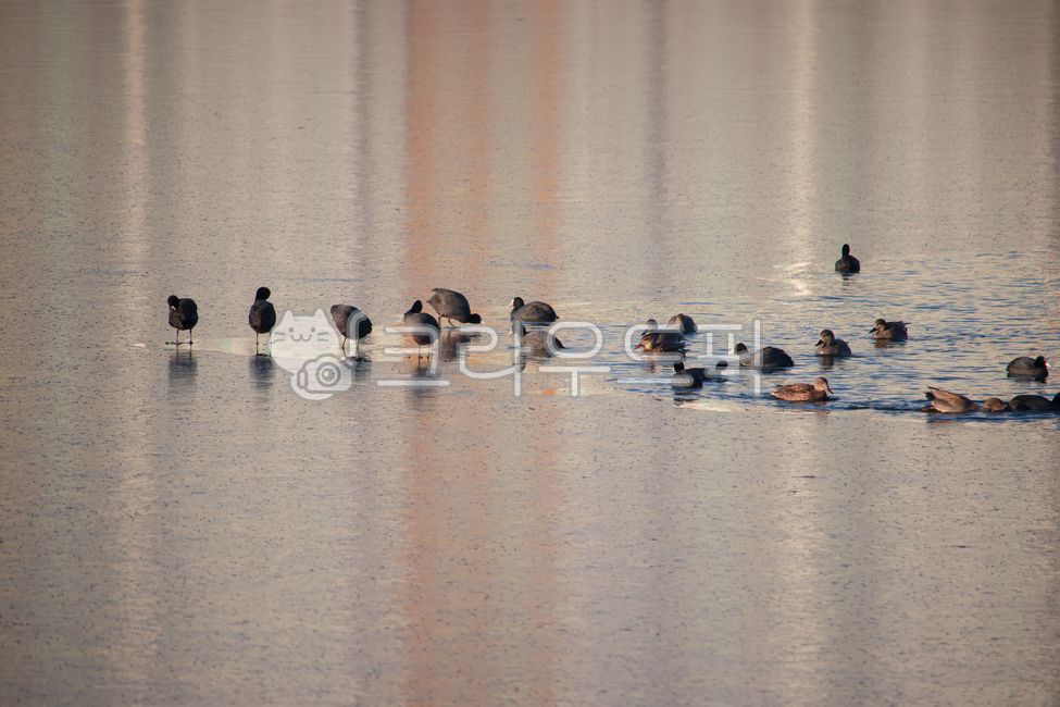 물닭,알락오리,오리,새,겨울풍경,겨울,풍경,조류,동물,야생조류,야생동물,얼음,빙판,강,호수,물,강물,저수지,하천,못,연못,자연,경치,계절,야생,환경,생태계,암컷,수컷,물오리,물새,coot,blackcoot,eurasiancoot,gadwall,duck,anasstrepera,drake,bird