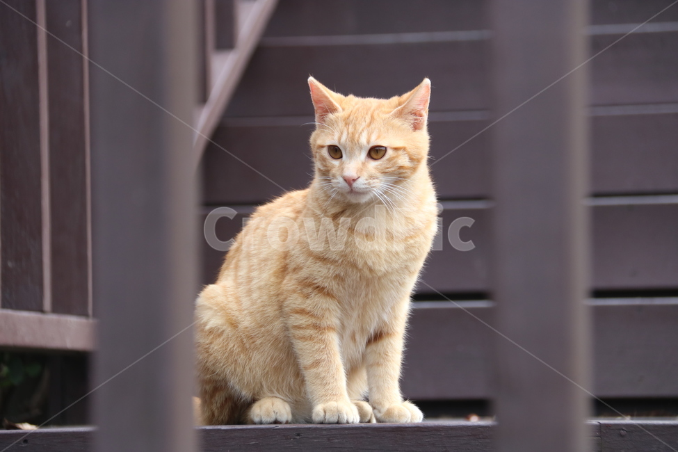 동물,귀여움,구스,길고양이,cat,kitty,animal,동물,animal,포유류,mammal,고양이,cat,kitten,kitty