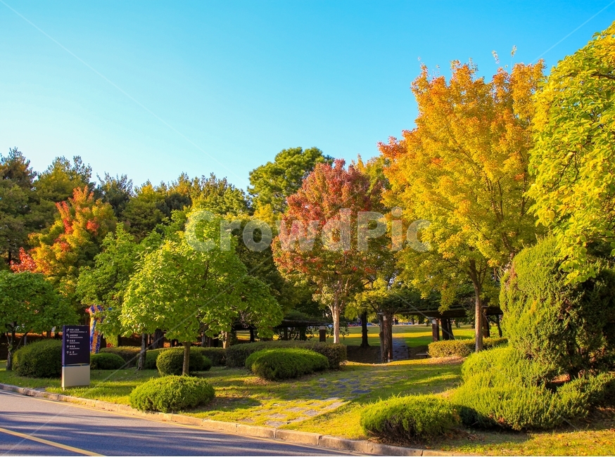 가을,하늘,숲,나무,단풍,은행,울긋불긋,자연,가을,계절,fall,autumn,season,tree,plant,식물