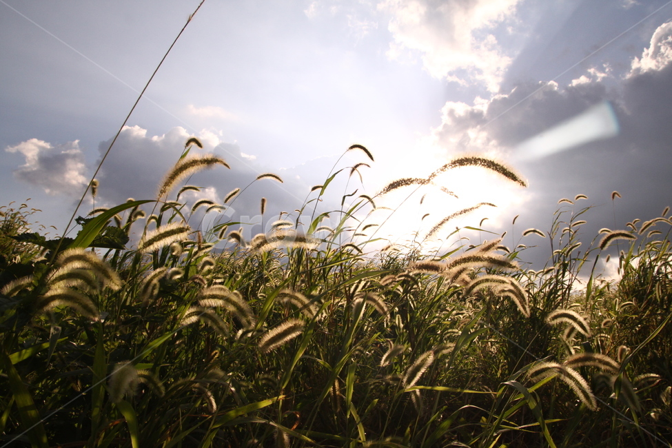강아지풀,풀,들풀,자연,풍경,빛,nature,가을,계절,fall,autumn,season,자연,풍경,nature,landscape,grass,잔디,plant,식물,lawn,reed,갈대