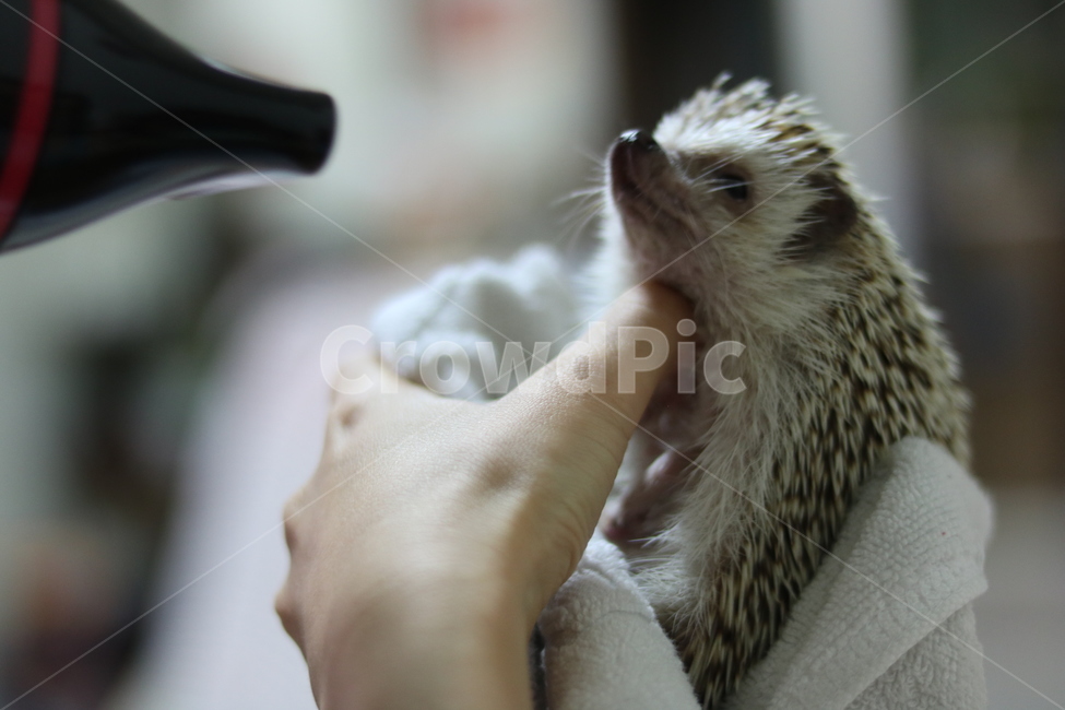 고슴도치,애완동물,고슴도치샤워,동물사랑,이쁜고슴도치,동물,animal,포유류,mammal