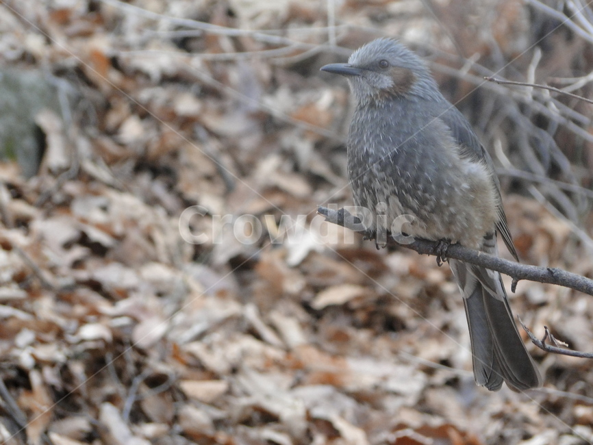 새,참새,동물,bird,animal