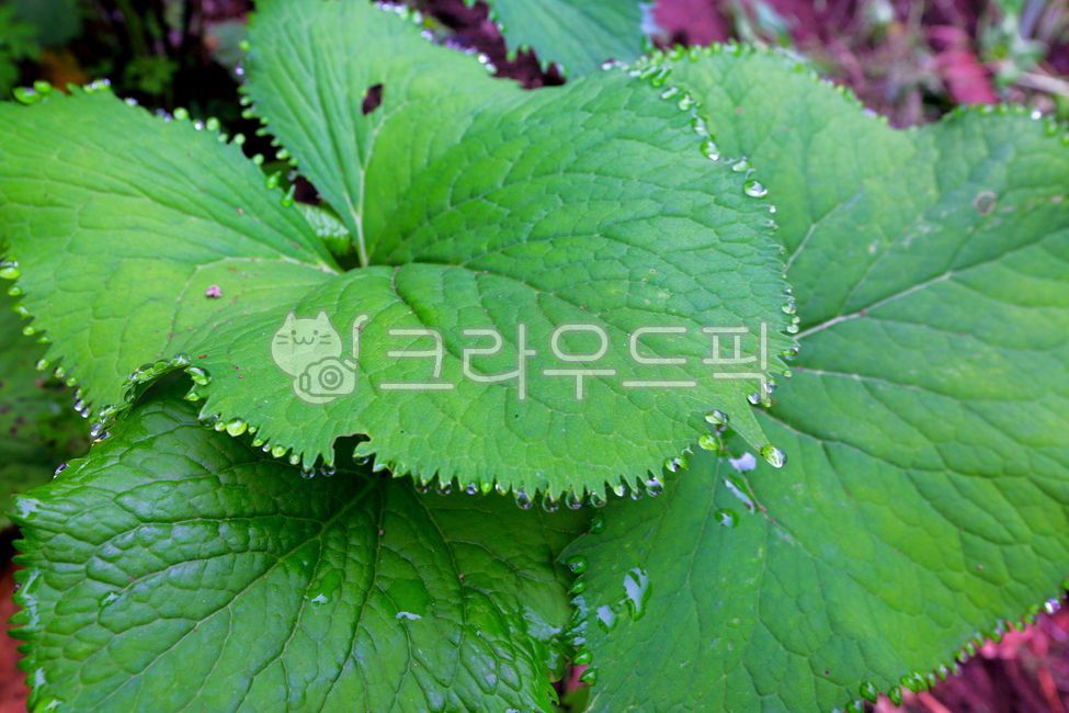 곰취, 식물, 먹거리, 잎, 자연, 사진,이미지,일러스트,캘리그라피 - gg6015kk작가