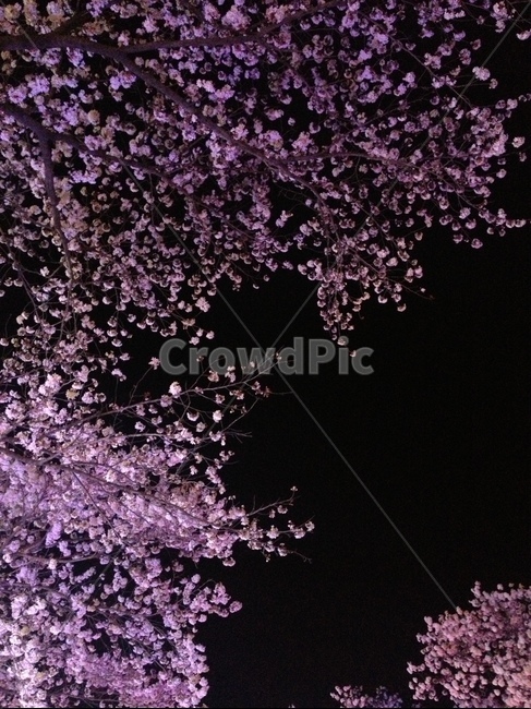 plant,식물,blossom,flower,꽃,cherryblossom,벚꽃,밤,밤풍경,밤하늘,식물,자연,plants,nature,꽃,flower