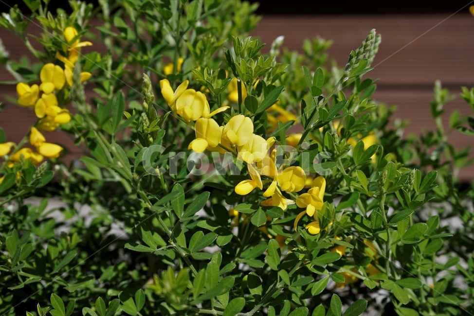 봄,정원,가드닝,원예,원예식물,화려,식물,꽃,garden,scent,healing,bloom,colorful,floral,flower,gardenflowers,happymind,life,nature,plant,spring