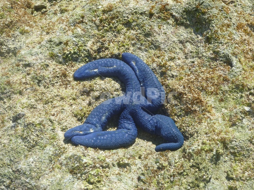 불가사리,바다,starfish,해안가,별,star,해변,여름,바다생물,해양생물