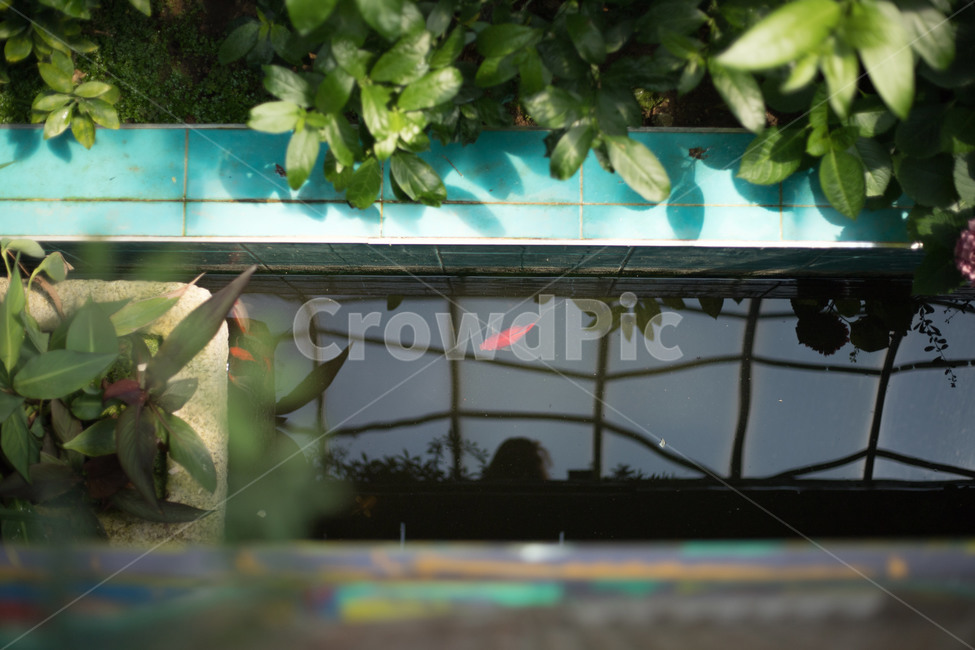 수조,수족관,빨간물고기,여름,내려다보는,물고기,어항,식물원,fish,fishtank,redfish,garden,동물,animal,어류,물고기,fish