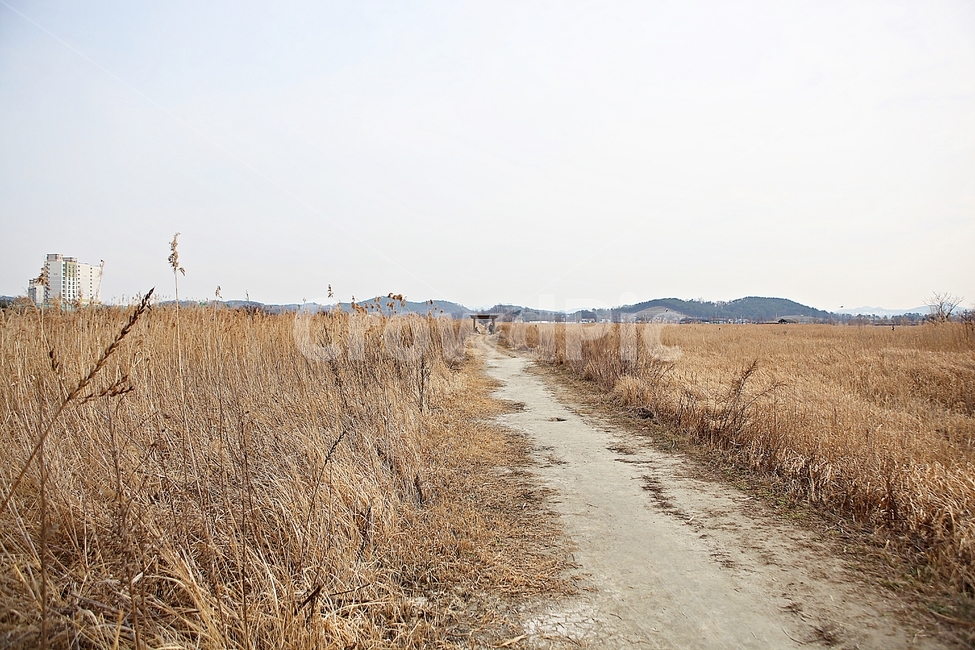 소래습지생태공원,갈대,억새,습지,풍경,식물,자연,겨울,생태공원