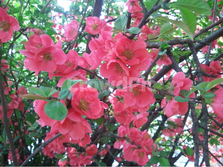 산당화,명자나무,명자나무꽃,나무꽃종류,명자,식물,자연,plants,nature,꽃,flower