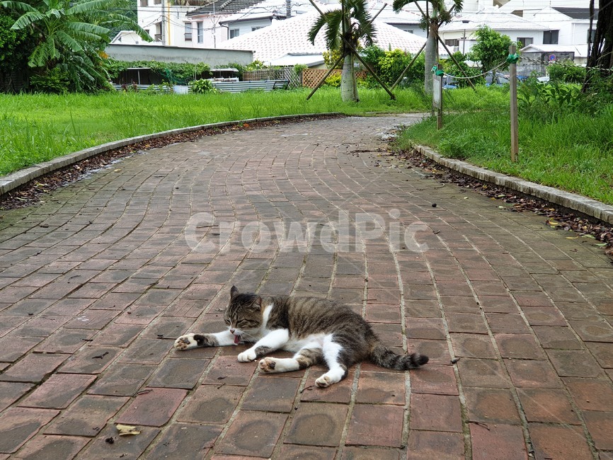 고양이,공원,산책,동물,포유류,cat,flagstone,path,outdoors,animal,pet