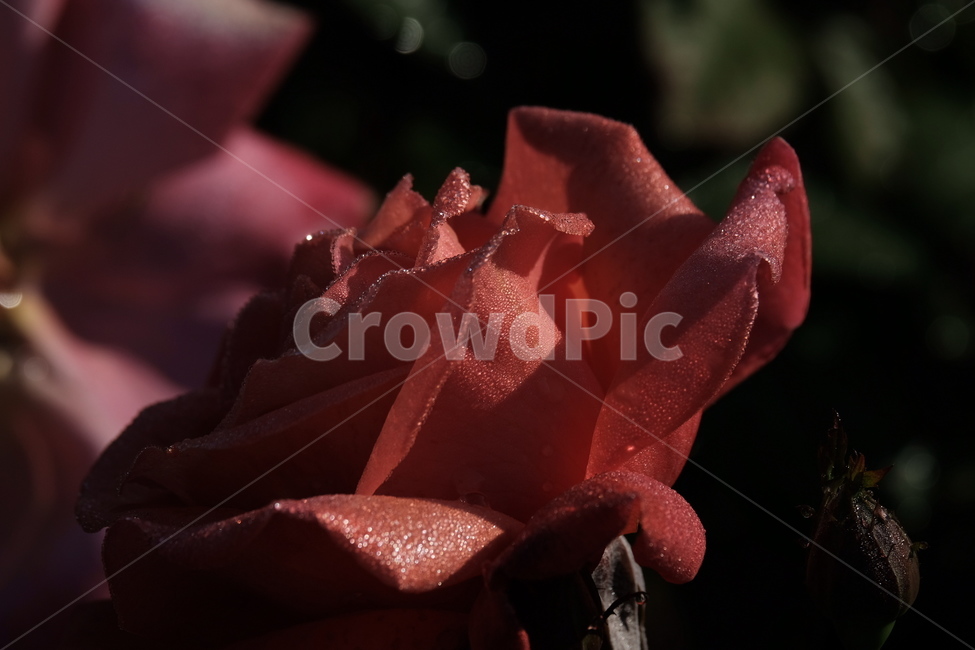 들꽃,꽃,야생화,flower,wildflower,꽃밭