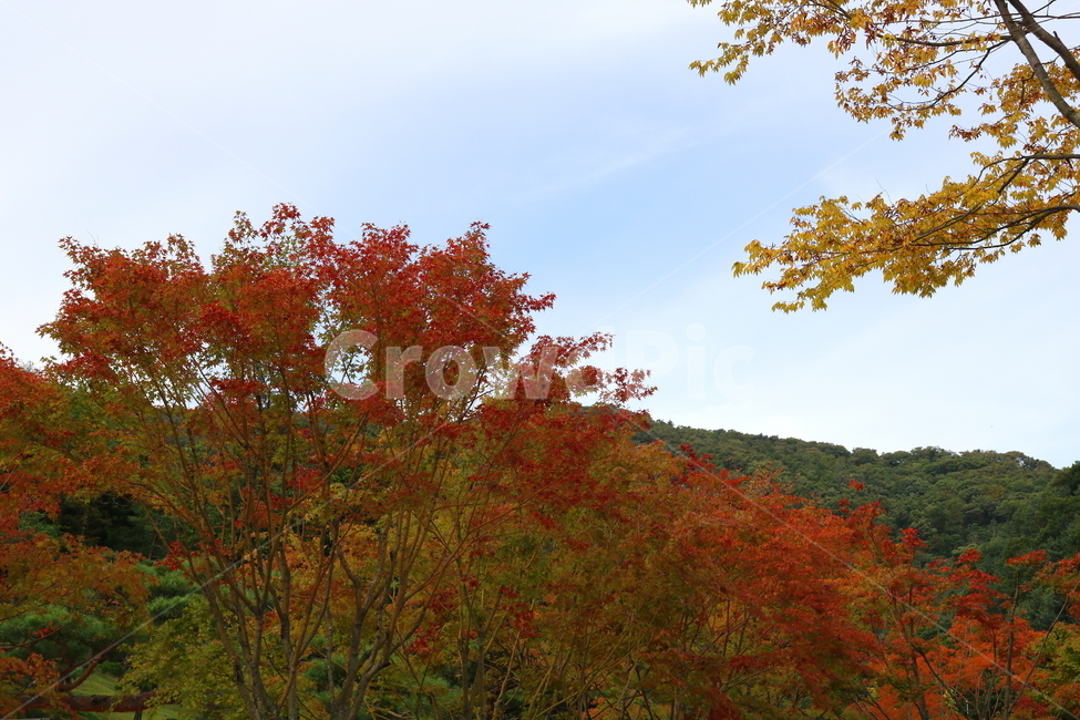 나무,단풍,단풍나무,식물,가을,자연,풍경,단풍잎,하늘,계절,가을,계절,fall,autumn,season,자연,풍경,nature,landscape,식물,plants,나무,trees,wood,leaf,잎,plant,tree,maple