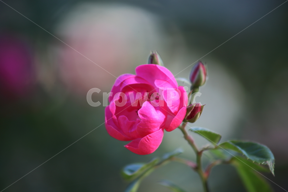 장미,꽃,식물,정원수,rose,식물,자연,plants,nature,꽃,flower