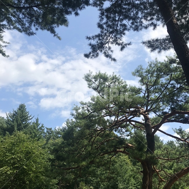 숲,나무,자연,하늘,구름