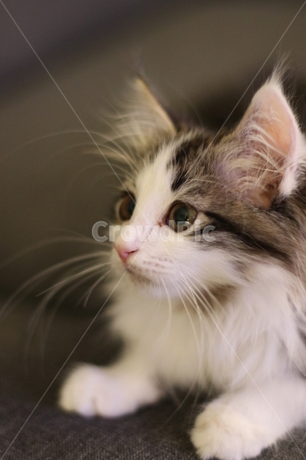 고양이,아기고양이,반려동물,냥이,애완동물,노르웨이숲,동물,animal,포유류,mammal,고양이,cat,kitten,kitty