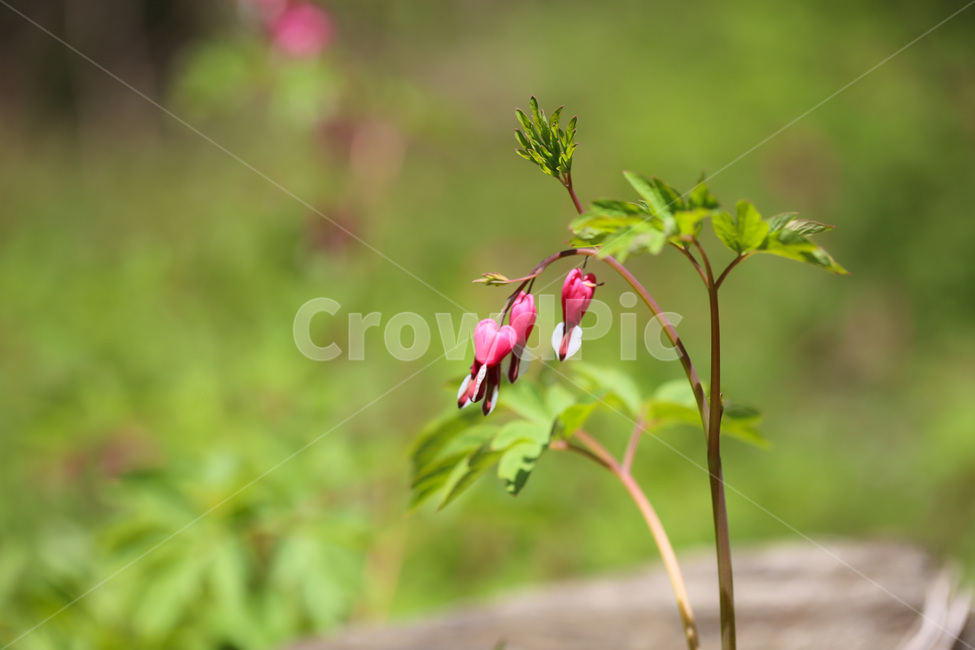 야생화,금낭화,빨강,하트,flower,blossom,식물,자연,plants,nature,꽃,flower