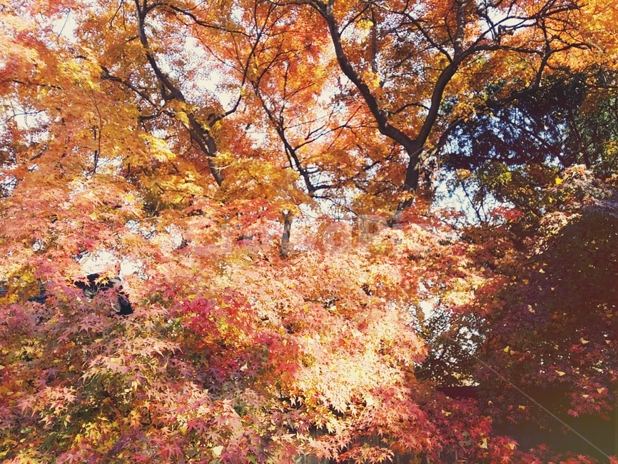 가을,가을감성,단풍나무,울긋불긋,따듯한,따사로운