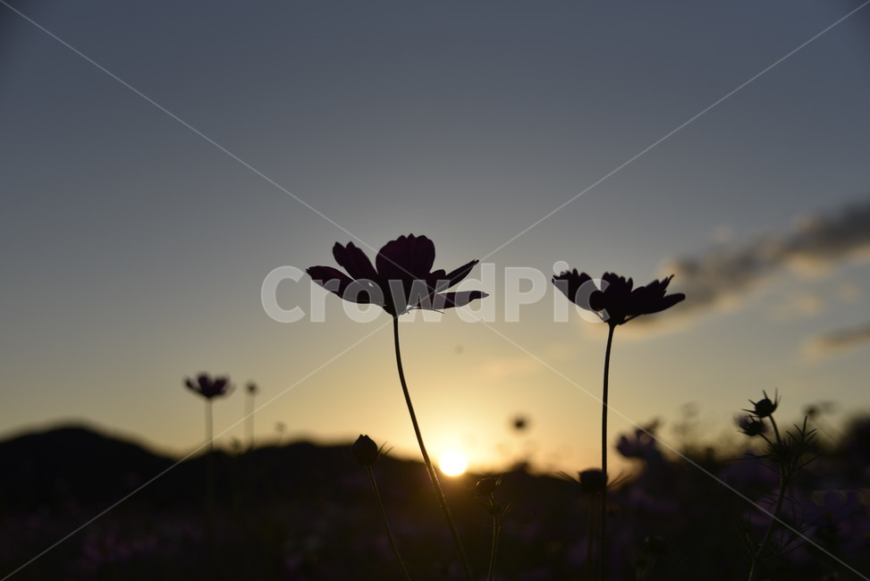 flare,플레어,light,빛,자연,햇빛,꽃,flower