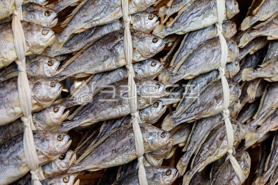 fish, 물고기, 해산물, 생선, 건어물, 사진,이미지,일러스트,캘리그라피 - kimdsjh16작가