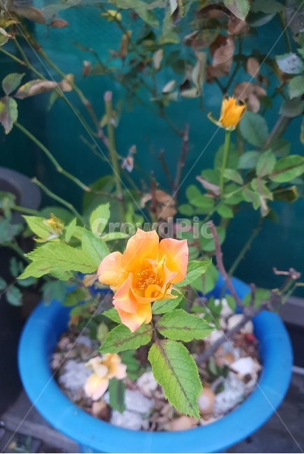 미니장미,주황,꽃,flower,식물,햇살,식물,자연,plants,nature,꽃,flower