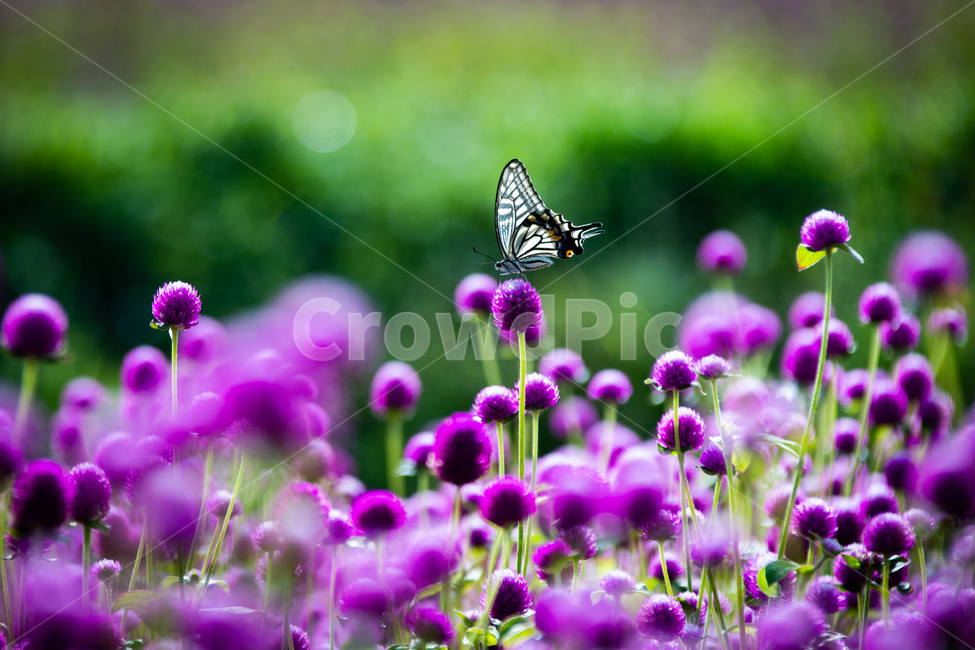 식물,자연,꽃,천일홍,나비,호랑나비,식물,자연,plants,nature,꽃,flower,동물,animal,곤충,벌레,insect,bug