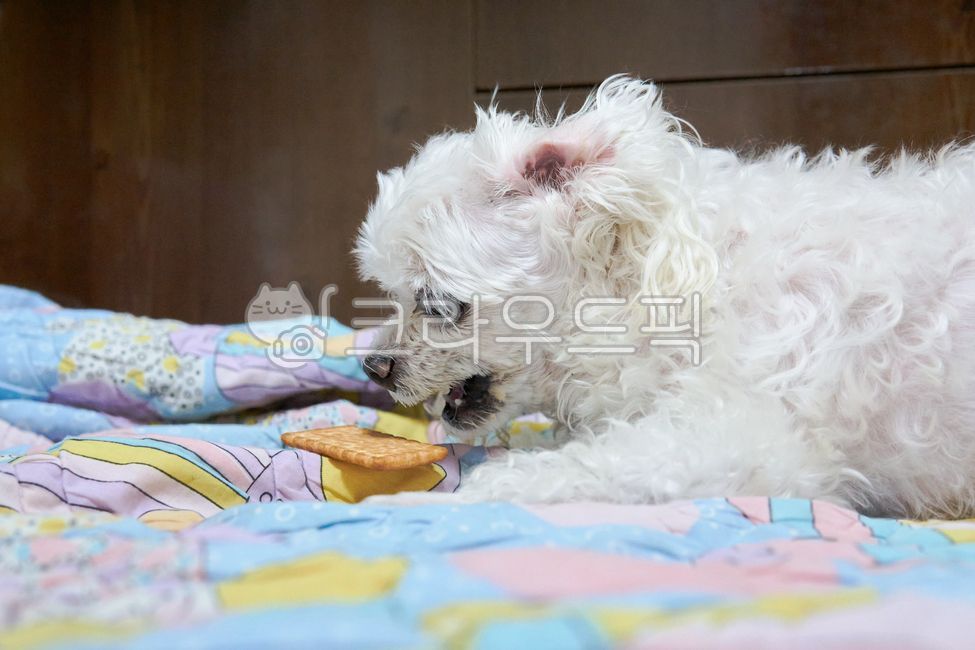 maltese,maltis,Pets,Martis,puppy,Martiz,animal,dog,Dog,pet