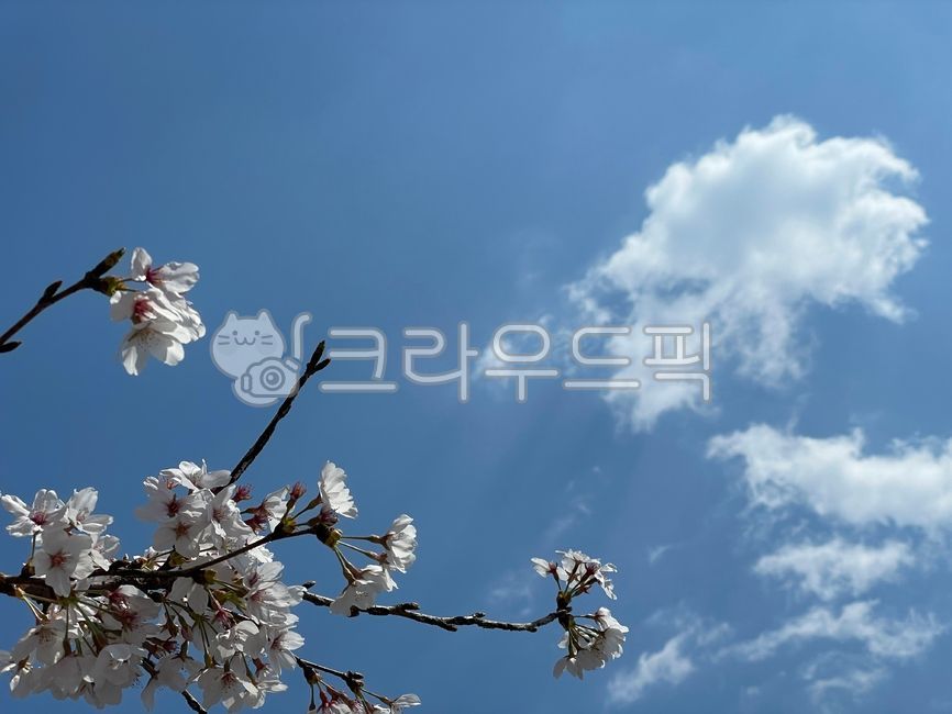 cloud,sky,blue sky,white clouds,puffy clouds,flower