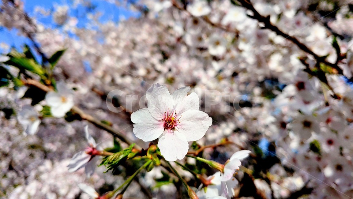 plant,식물,꽃,blossom,flower