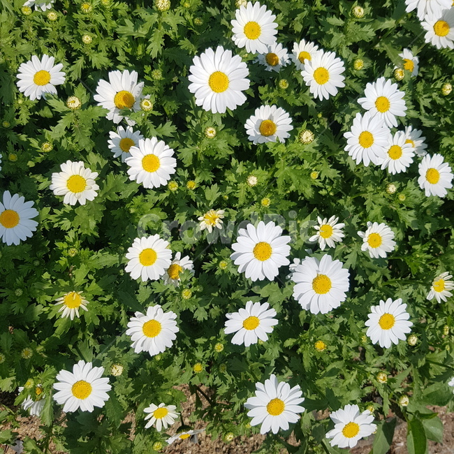 꽃밭,꽃,화단,데이지,봄,flower,자연,흰꽃,흰색꽃,흰색,white,whiteflower,꽃잎,꽃송이,nature,색깔,색감,color,예쁜꽃,꽃다발,봄산책,산책,감성,계절,season,조경,향기,봄,계절,spring,season,식물,자연,plants,nature,꽃,flower,plant,daisies,blossom,daisy