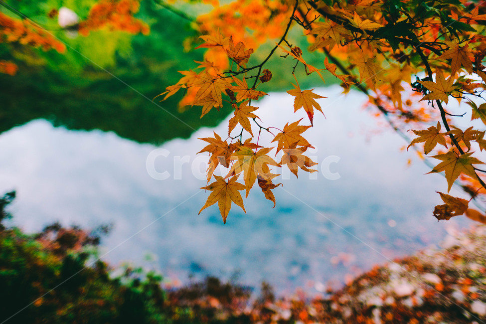 풍경,배경,가을,단풍,등산,전라도,내장산,background,scenery,autumn,maple,mountain,계절,fal,lseason,자연,nature,landscape,한국자연풍경,한국자연경관,koreanaturelandscape,한국전통,한국문화,koreantraditional,koreanculture,사람들,대중,군중,other,people,crowd,물들다,반영,백암사,오색,명소,배경화면,가을,계절,fall,autumn,season,식물,자연,plants,nature,leaf,잎,plant,tree,나무