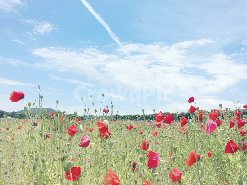 식물,plant,flower,꽃,양귀비,농장,꽃양귀비,양귀비꽃,빨간꽃,빨간색,식물,자연,plants,nature,꽃,flower