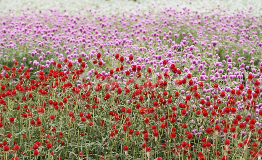 꽃,식물,천일홍,자연,감성사진,식물,자연,plants,nature,꽃,flower