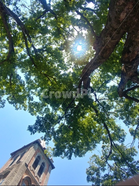 햇빛,나무,화창한,햇살,그늘,교회,자연,풍경,nature,landscape