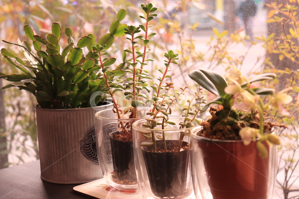 화분,힐링,꽃,허브,식물,herb