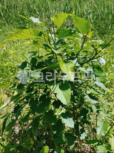 뽕나무,뽕잎,오디,열매,녹색잎,leaf,잎,vegetation,초목,식물