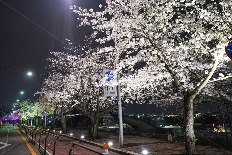 여의도,윤중로,벚꽃축제,벚꽃길,벚꽃,CherryBlossom,야경,야화,nightview,natural,landscape,식물,봄,배경,자연,서울벚꽃,서울명소,힐링,spring,하얀꽃,splendor,화사,flowers,나무,trees,wood,축제,봄,계절,spring,season,야경,밤,풍경,nightscape,night,landscape,도시,city,한국도시풍경,한국도시경관,korea cityscape,plant,flare,플레어,light,빛