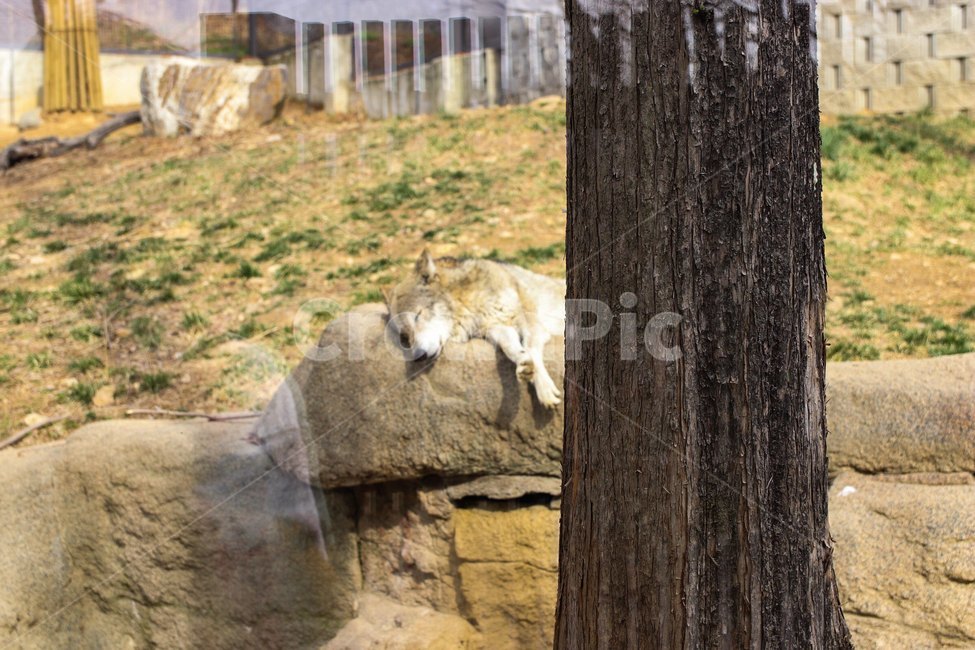 animal,동물,zoo,동물원,늑대,동물,animal,포유류,mammal