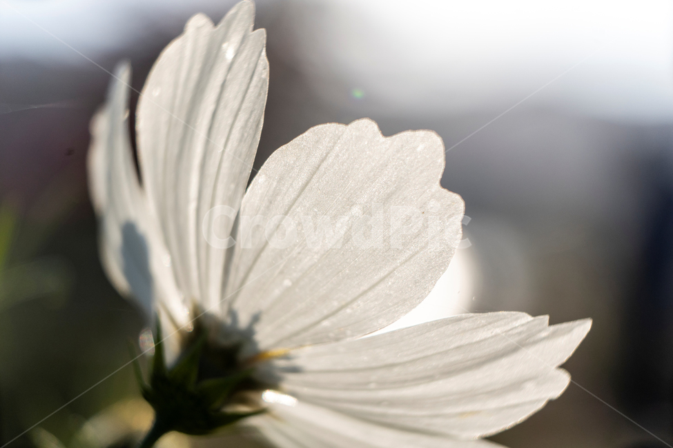가을,코스모스,아침이슬,흰꽃,접사,흰색꽃,가을,계절,fall,autumn,season,식물,자연,plants,nature,꽃,flower,plant,daisies,데이지,blossom,daisy